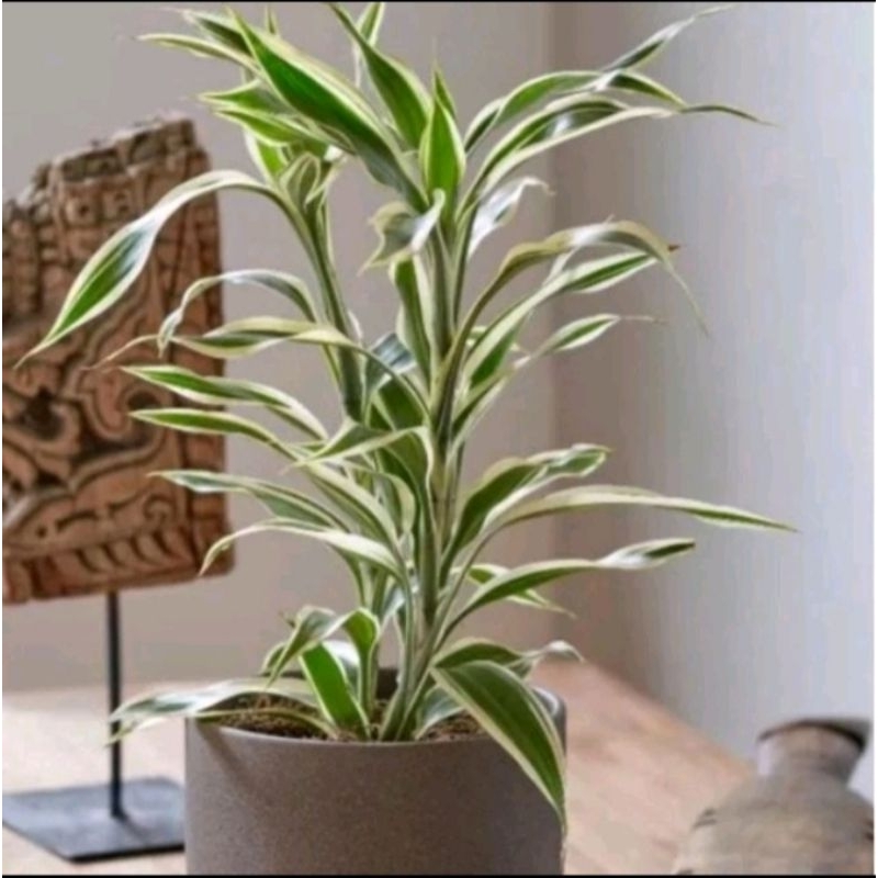 tanaman sri rejeki varigata