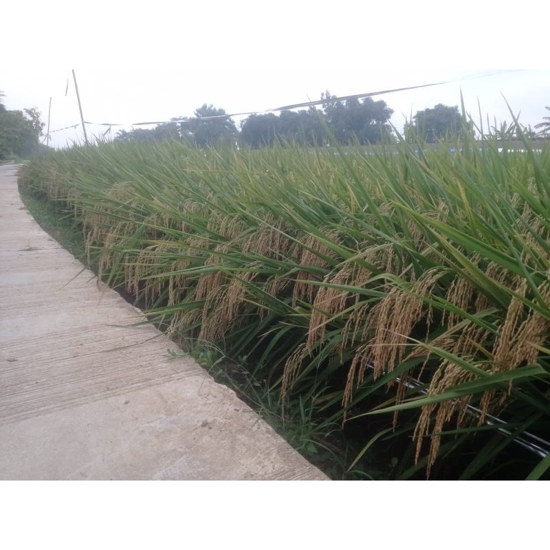 BENIH PADI CIBATU GENJAH (KEMASAN 5KG)