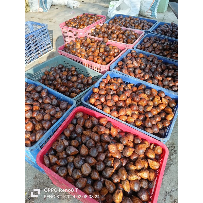 

SALAK MADU ASLI