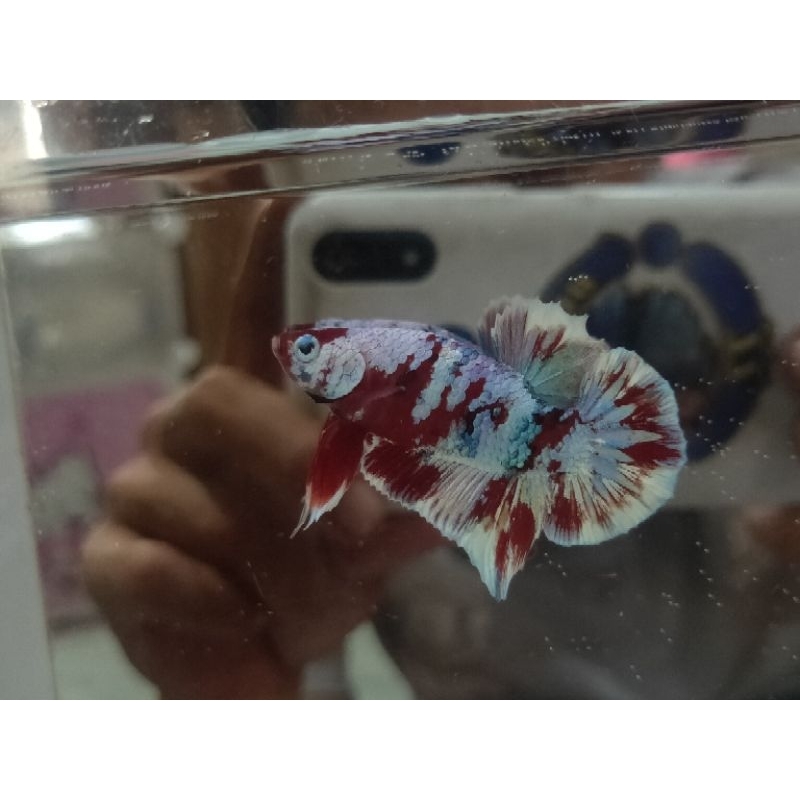 Plakat Red Barongsai