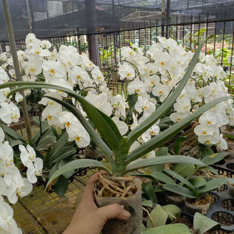 Bibit Anggrek Bulan Jumbo