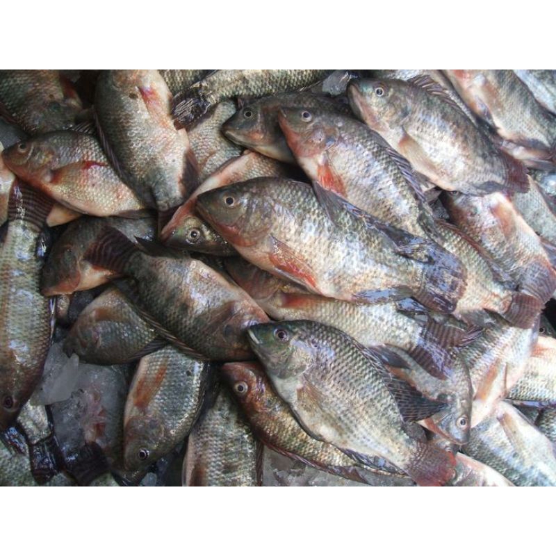 

Ikan Mujaer Fresh 500gr