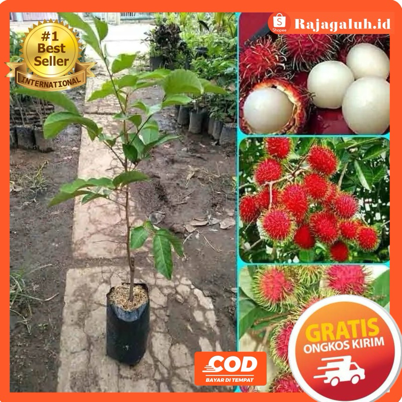 Bibit Rambutan Binjai / Rapiah Okulasi cepat berbuah