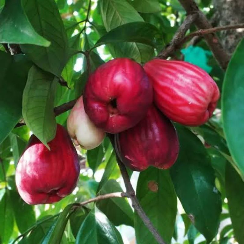 bibit jambu jamaika | jambu jamaika 1 meter | bibit jambu 1 meter