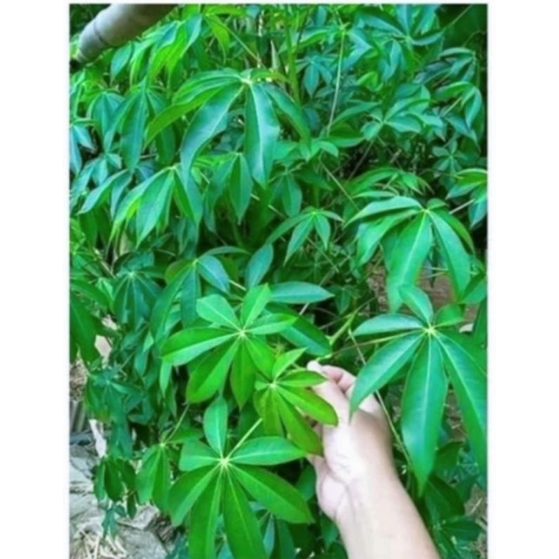 

DAUN RANDU/KAPUK 1KG OBAT HERBAL OBAT TRADISIONAL OBAT ALAMI