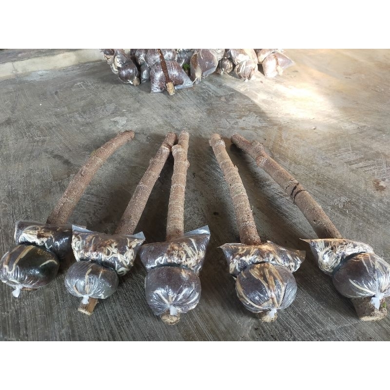 Bibit/Cangkok Waru Taiwan