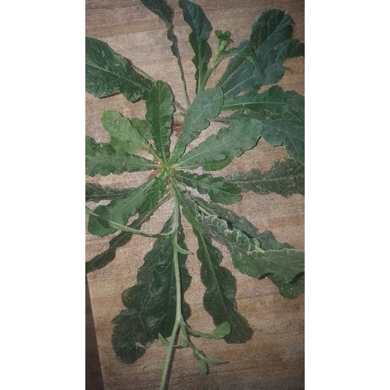 

TAPAK LIMAN 500 GRAM