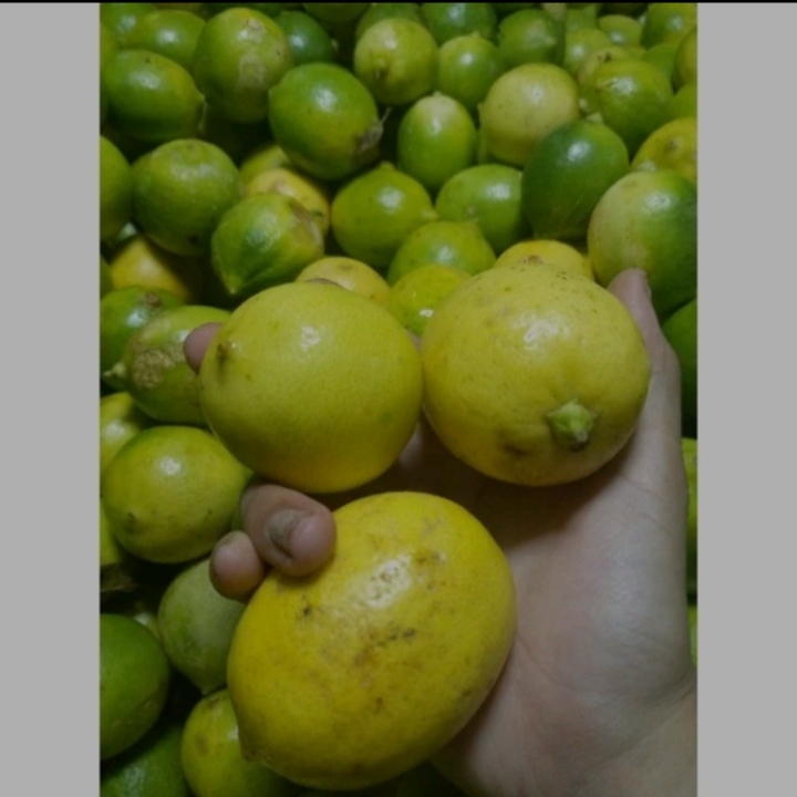 

JERUK LEMON 500gr/ JERUK LEMON TEH/ JERUK SEGER