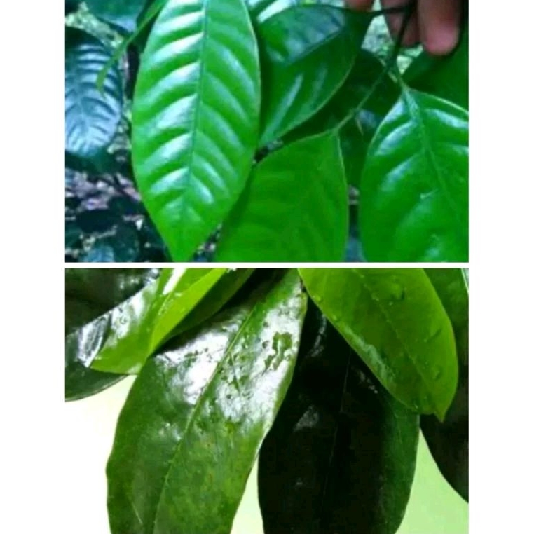 

DAUN SIRSAK SEGAR DAUN PALA SEGAR