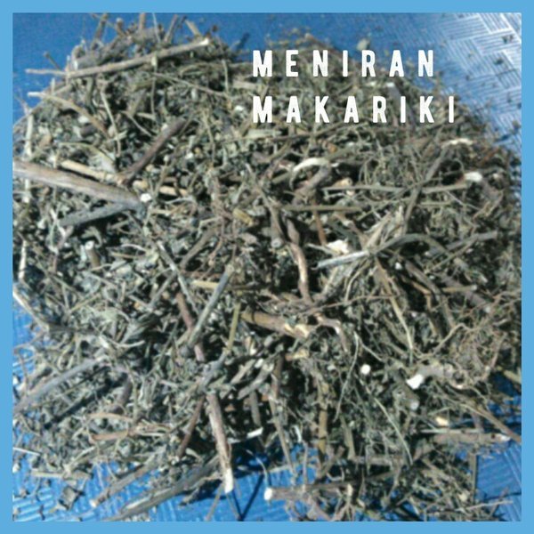 

Daun Meniran Kering obat tradisional