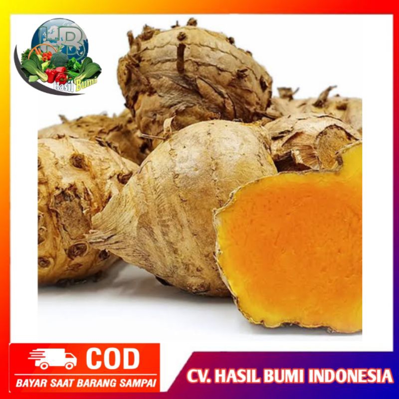 

Rimpang Temulawak segar asli 500gram dijamin segar dan fresh