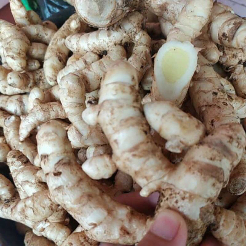 

Kunyit Putih Segar 250 gram / Kunyit Kunir Temu Putih Asli