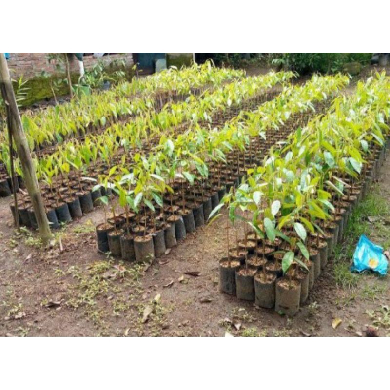 bibit durian gundul (selding)