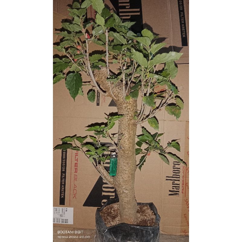 Dongkelan Murbei btg besar berbuah