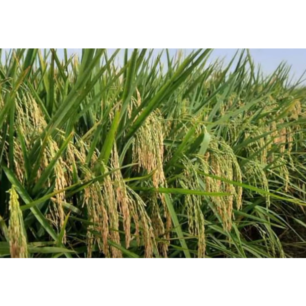 Padi Ciherang Beruang