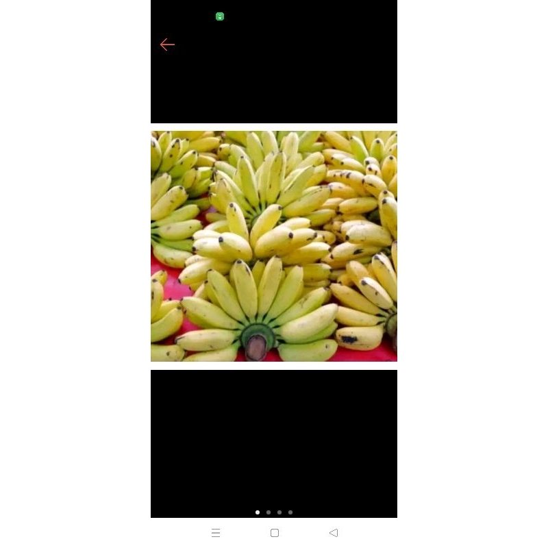 

Pisang muli per 1 sisir