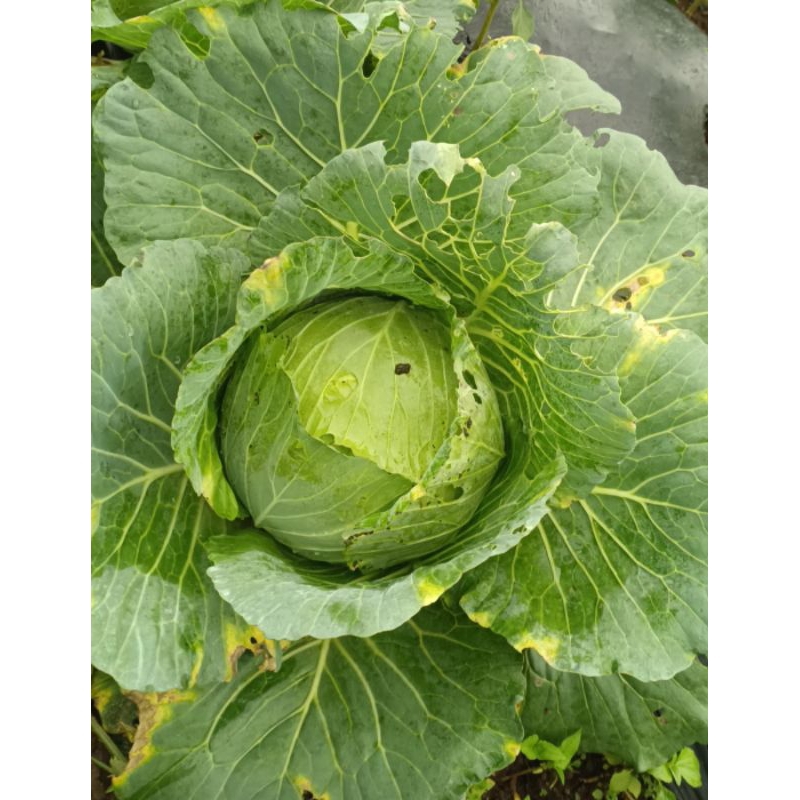 

Kubis fress baru potong 500-1500 gram