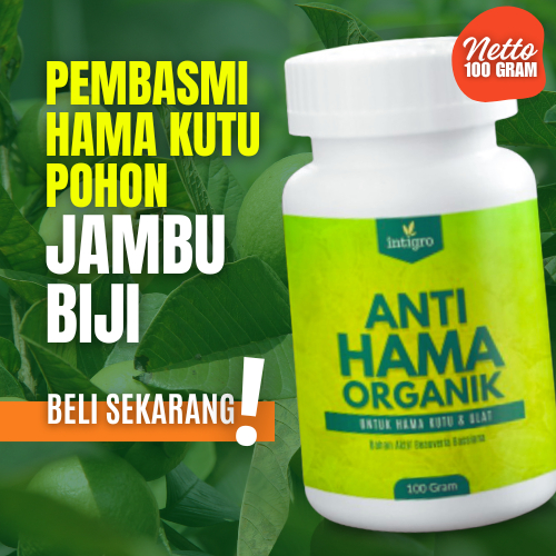 Obat Pembasmi Hama Kutu Putih Daun Buah Jambu Biji Kutu Hitam Lalat Buah Busuk Buah Jambu Kristal