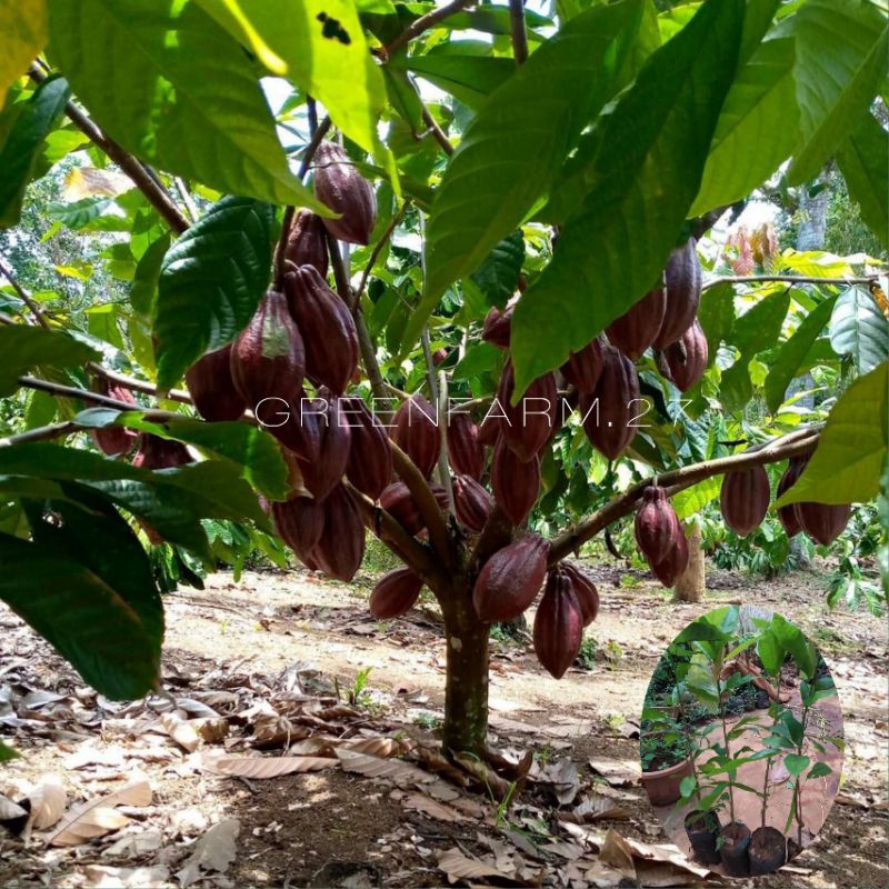 Bibit Kakao MCC02 seedling | Bibit Kopi Coklat MCC02 Original Semai Biji(Tanpa tempel)