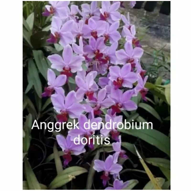 Tanaman hias anggrek dendrobium bunga doritis