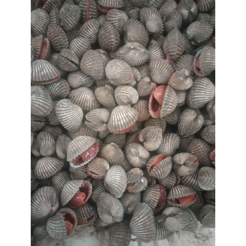 

kerang dara
