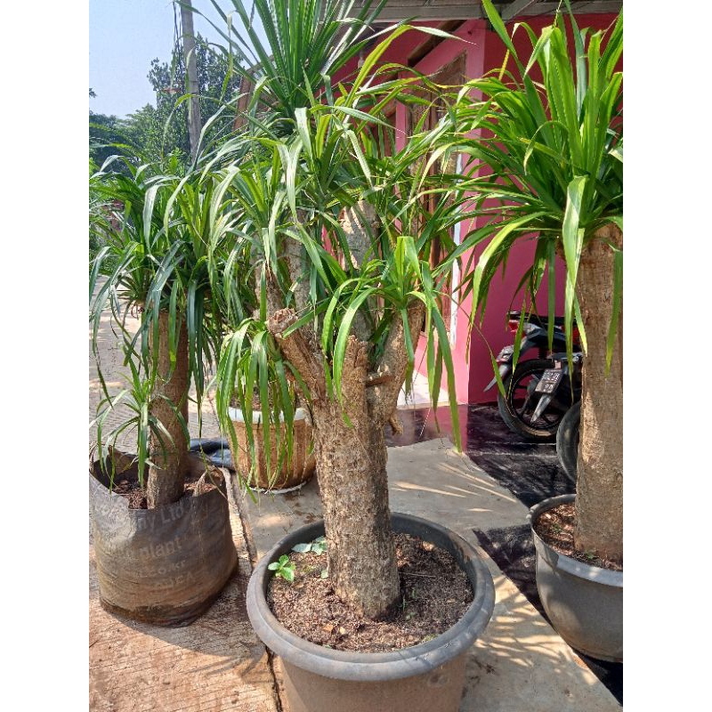 Pandan Bali pohon pandan Bali FOSIL batang cakep tanaman hias pandan bali