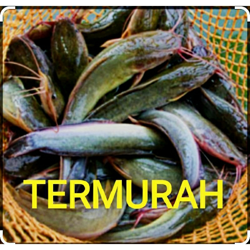 

Ikan lele hidup, fresh dan segar termurah per 1 kg