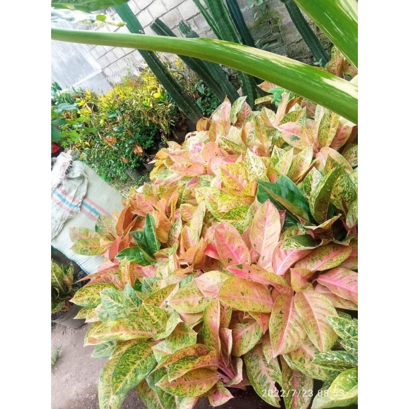 Aglonema big roy murrah pol/rimbunan