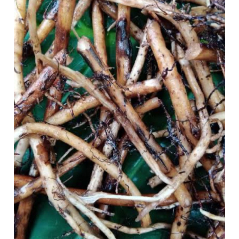 

Akar pisang ambon segar 1 kg fresh-az