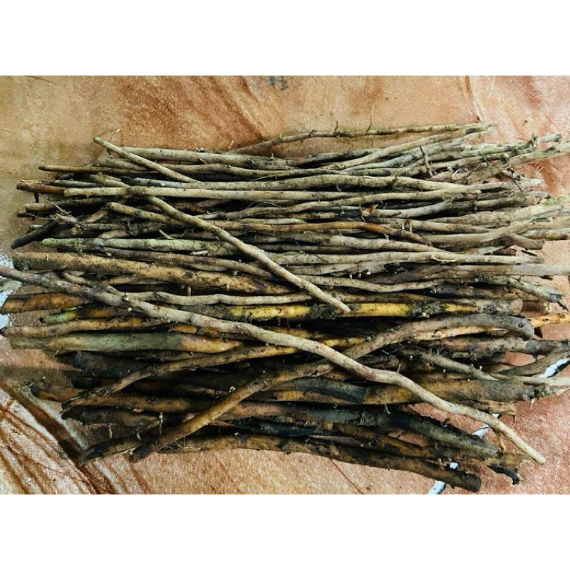 

Akar pohon salak akar salak segar-az