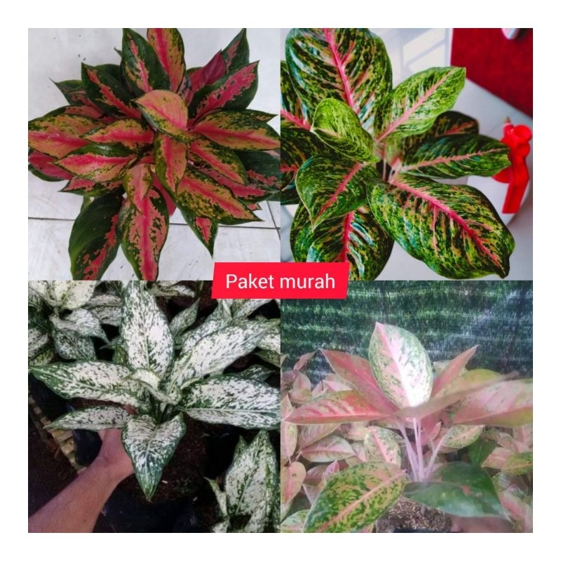 Paket super murah/ra aglonema red kocin,big papa,big roy,snow white,listik,/remaja