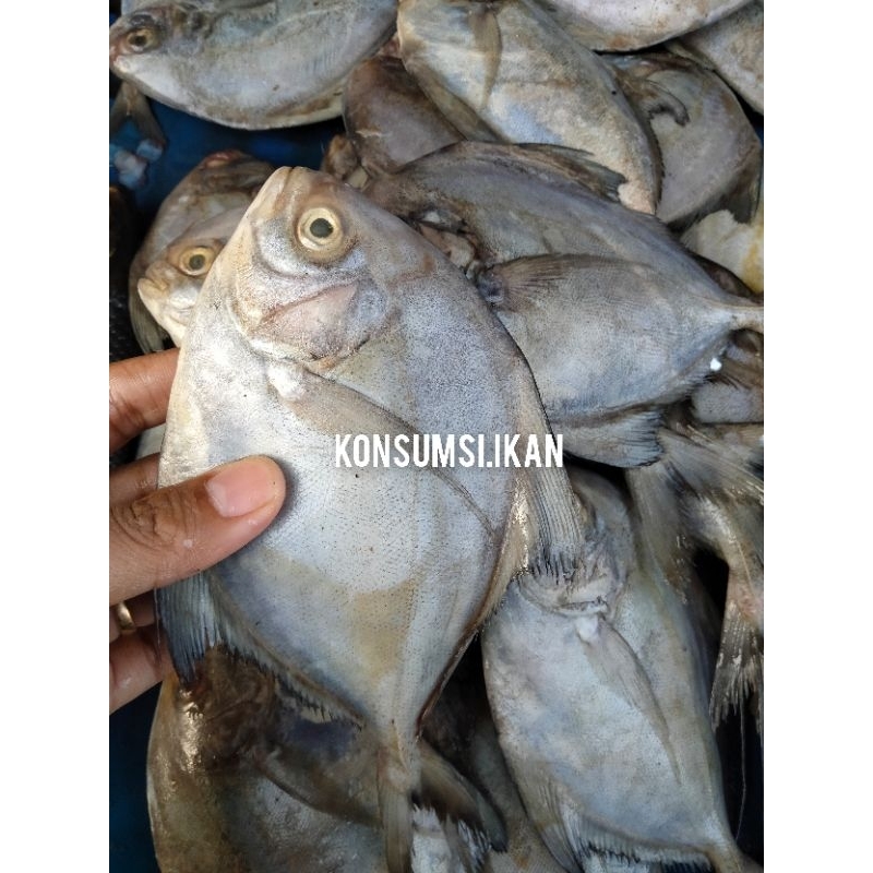 

Ikan Bawal Laut