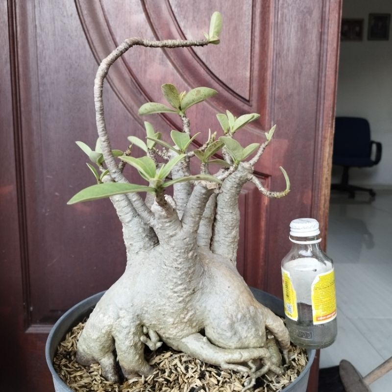 Adenium Arabicum Jumbo