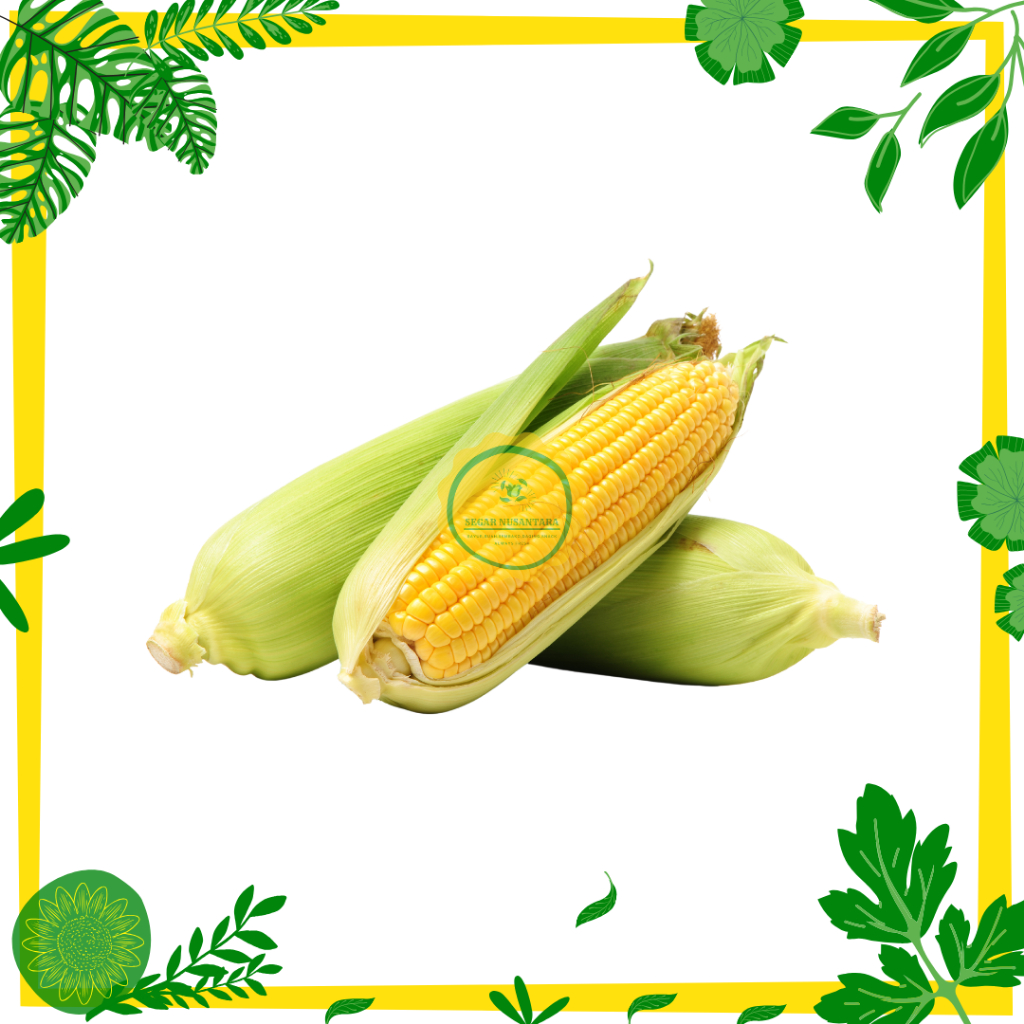 

Jagung Manis Kulit Segar Nusantara - 1 Pack (600 - 800 Gram)