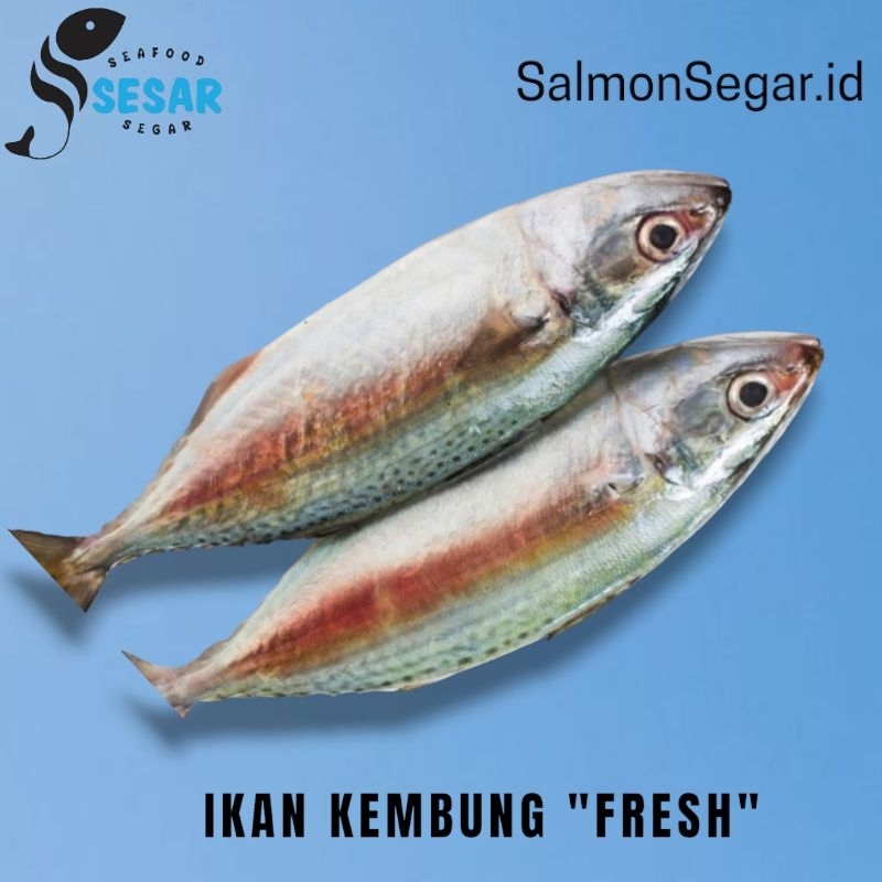 

Ikan Kembung Banjar Segar - Ikan Laut 1kg - Seafood Fresh