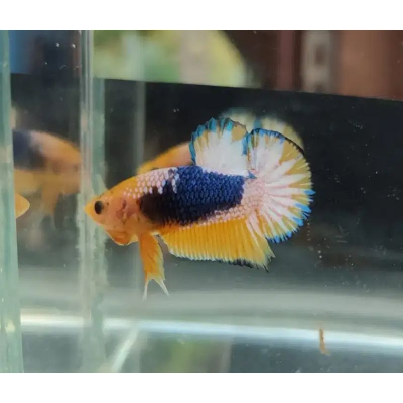 Yellow fancy
