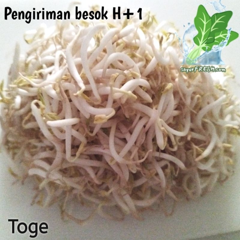 

Tauge segar .