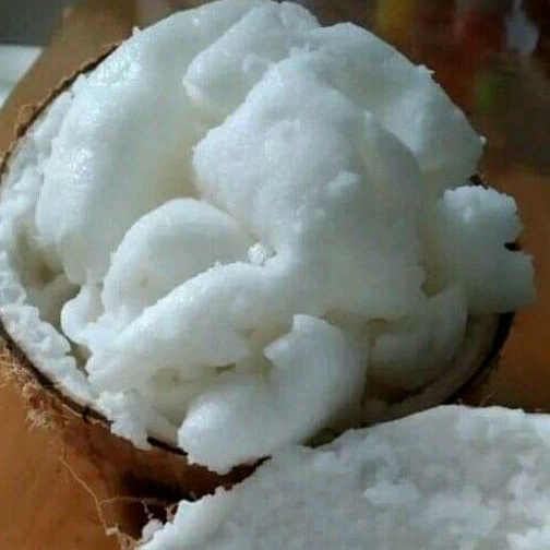 

Bibit Kopyor Super (Polibag)