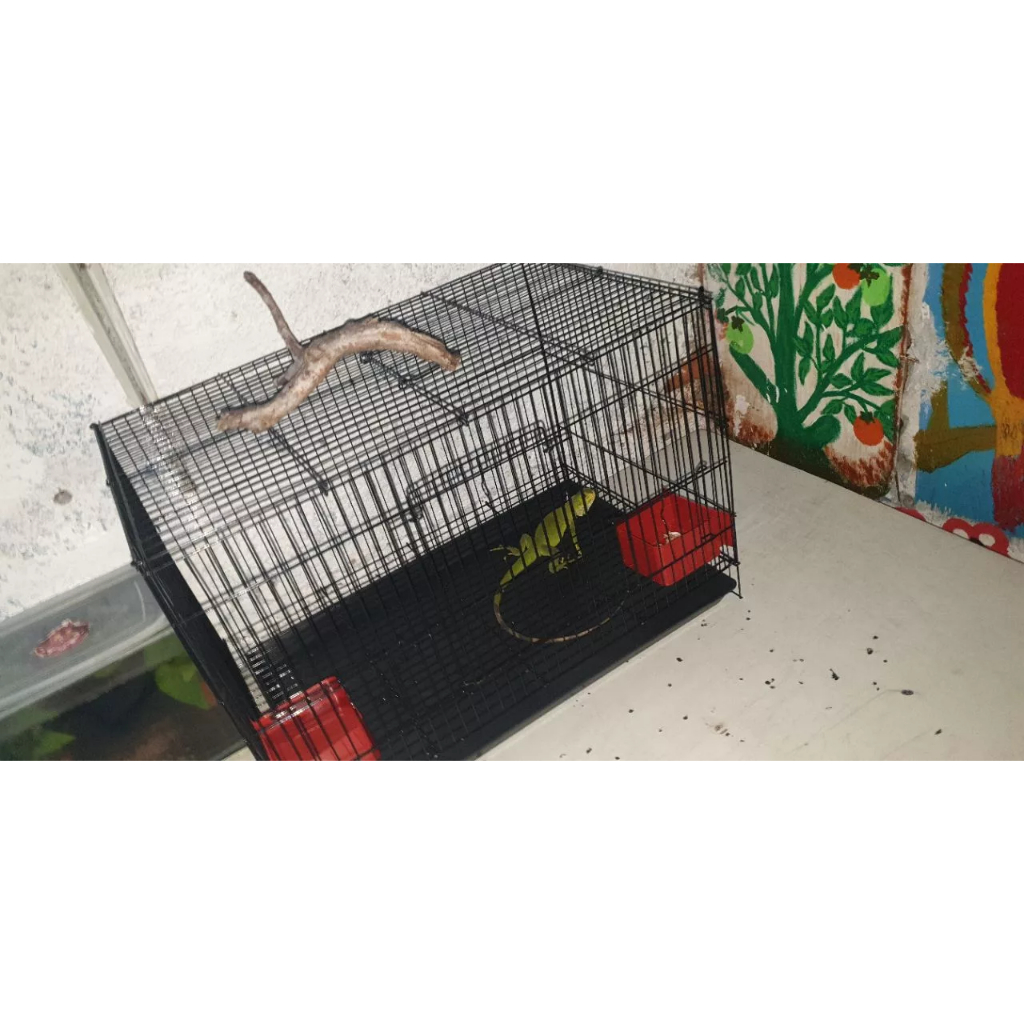 

Lezatoz_Genz Gpss- Kandang Besi Lipat 50X30X30 Kandang Kucing Kitten Hamster Sangkar Burung Kenari