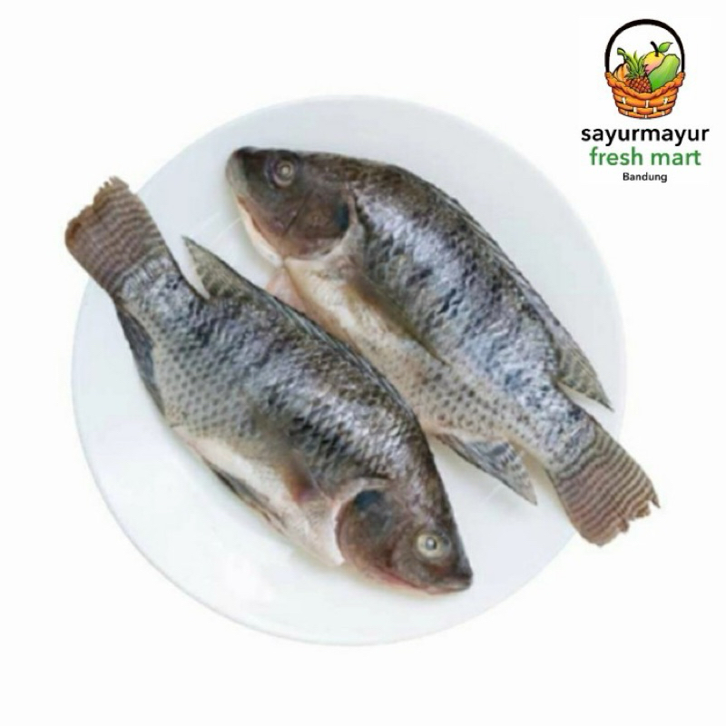 

ikan gurame