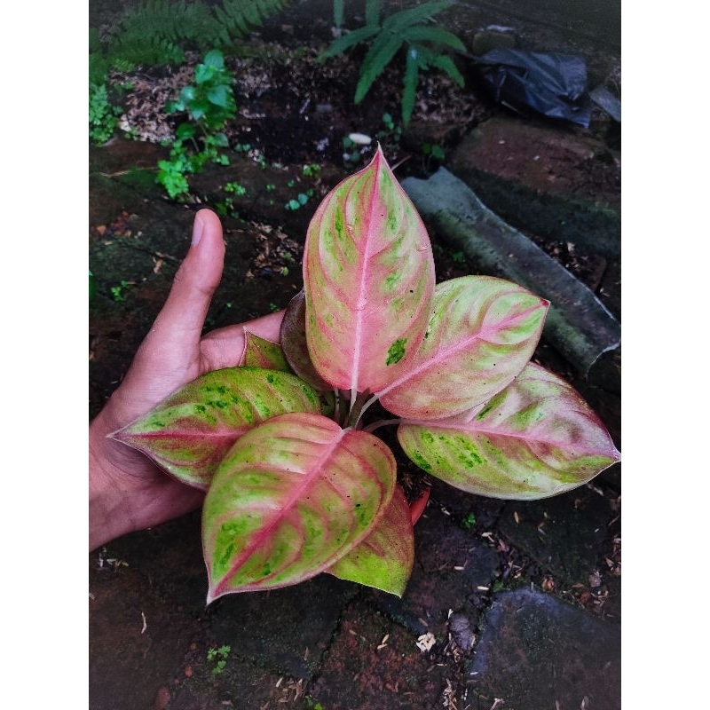 aglonema rengganis tanian lokal