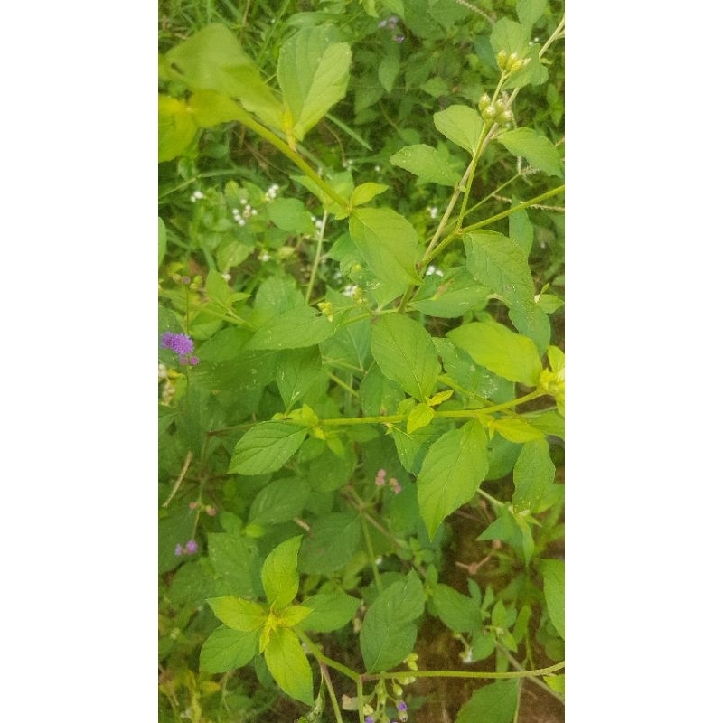 

SAWI LANGIT HERBAL 500GRAM segar