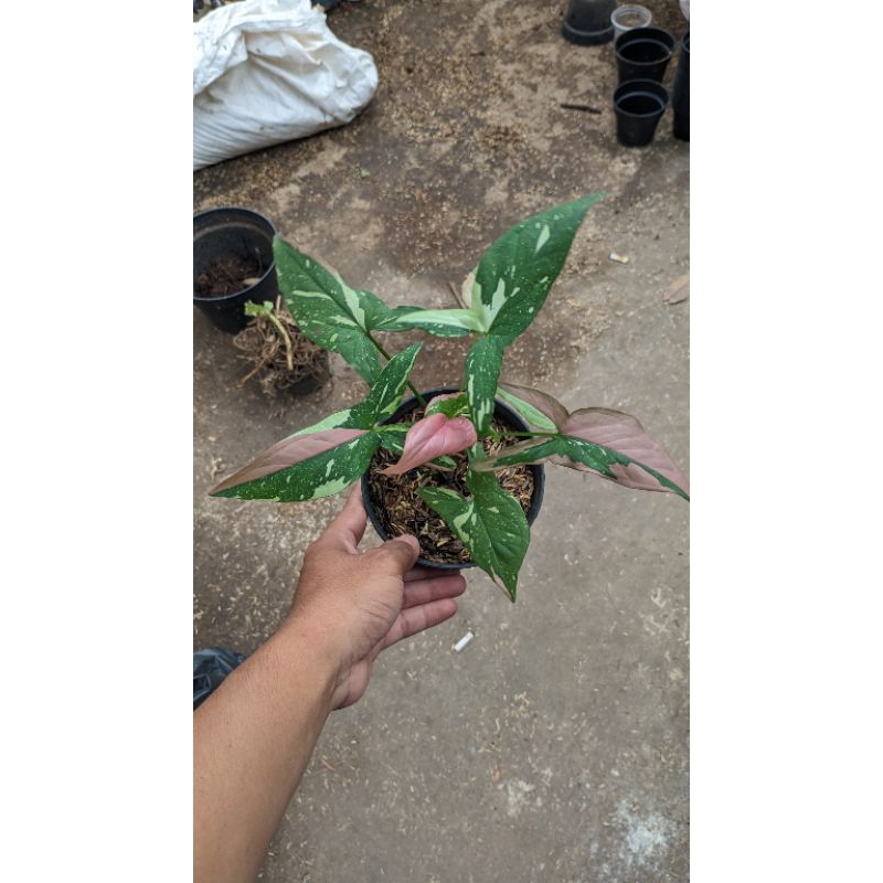 tanaman hias redspot tricolor