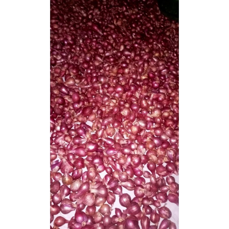 

Bawang Merah 1kg asli Probolinggo Tanggung campur