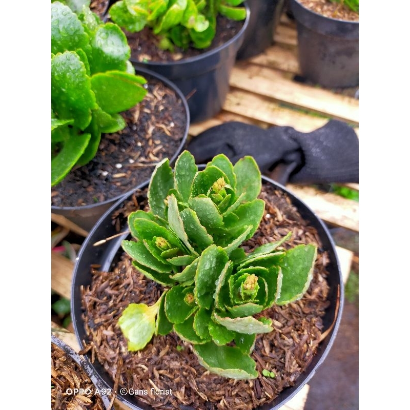 Paket Tanaman hias cocor bebek/kalanchoe isi 3