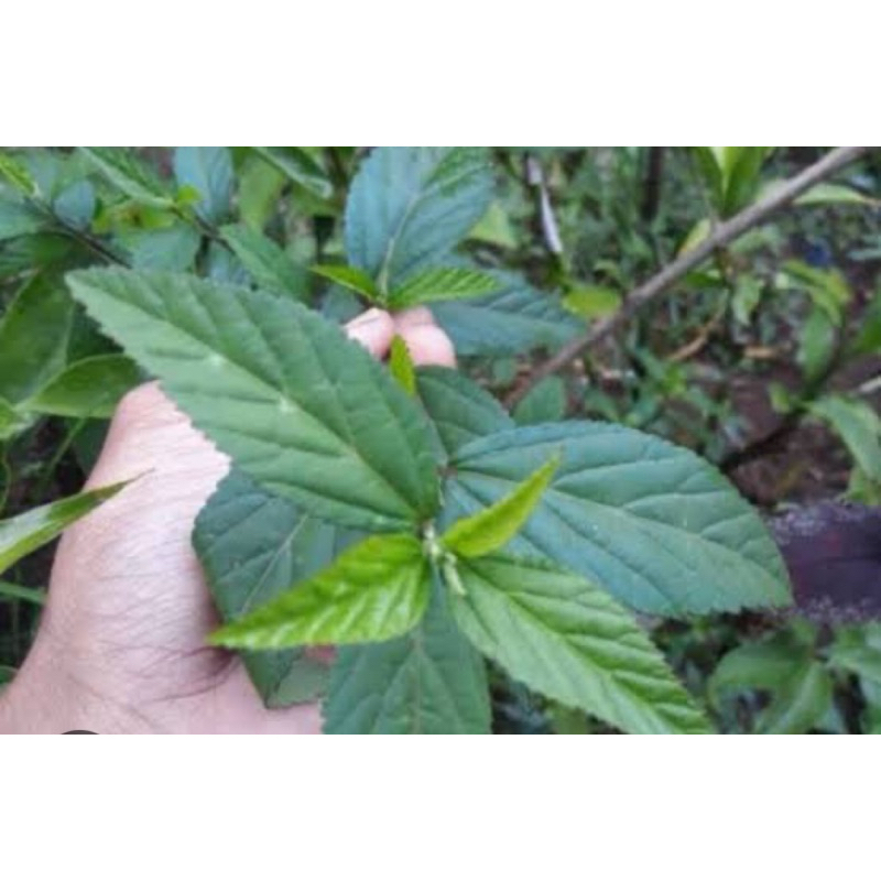 

Daun sidaguri jantan daun sidoguri segar 500 gram petik langsung-az