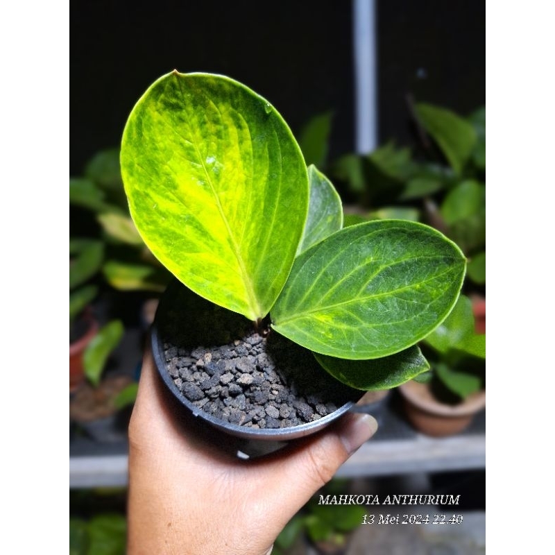 Anthurium jemani varigata