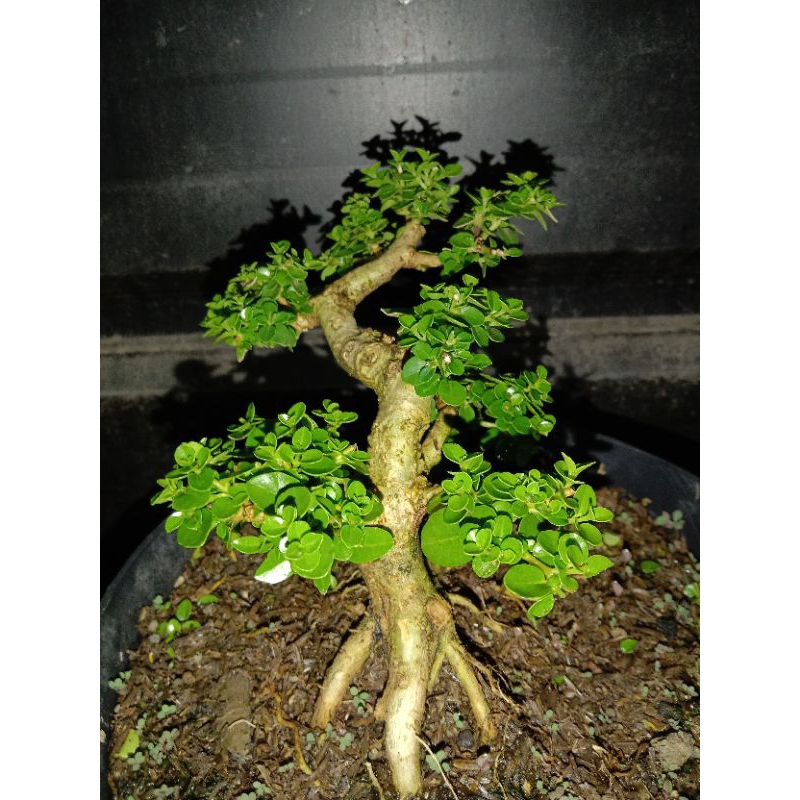bonsai sancang mame