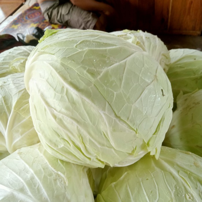 

Kol besar per 1000 gram-1500 gram