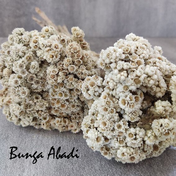 UK SEDANG BUNGA EDELWEIS MURAH | BUNGA KERING EDELWEISS | DRIED FLOWER | EDELWES BROMO